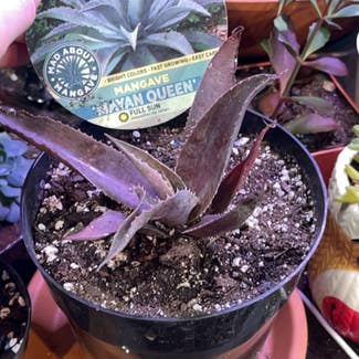 Mangave Purple People Eater plant in Cortland, New York