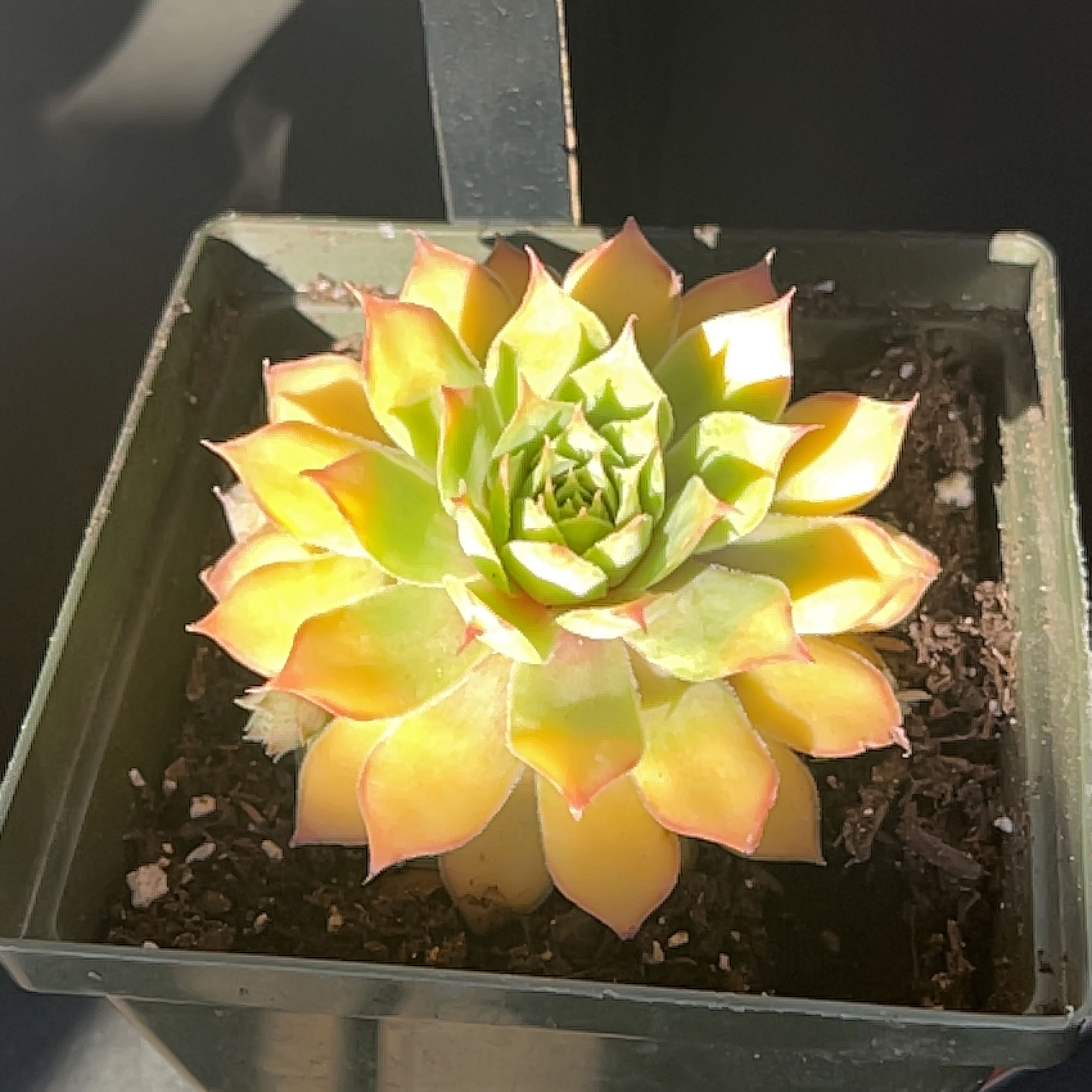 Photo of the plant species Gold Nugget Hens and Chicks by @ExecBushgrass named Gold nugget on Greg, the plant care app