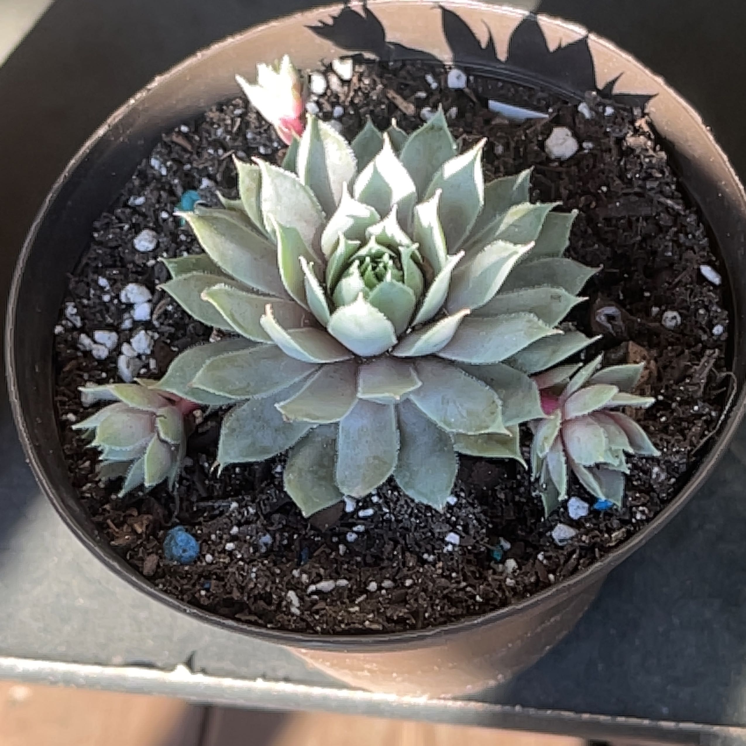 Photo of the plant species Sempervivum 'Pacific Blue Ice' by @ExecBushgrass named Leaf Erickson on Greg, the plant care app