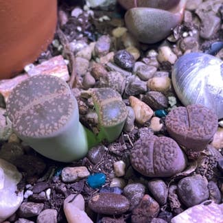 Lithops plant in Cortland, New York