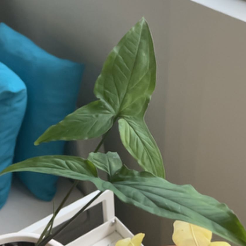 Photo of the plant species Ngern Lai Ma Arrowhead Plant by @PaternalHenbane named Zion on Greg, the plant care app