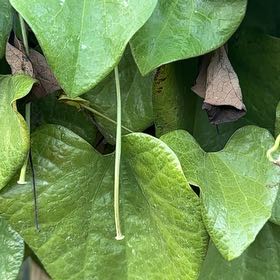 Photo of the plant species Calico Flower by @AproposWavycap named Captain Plant-it on Greg, the plant care app