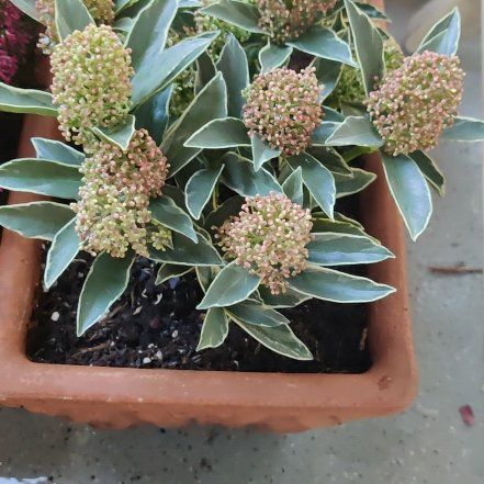 Photo of the plant species Skimmia by @GaietyTorgrass named Marilyn on Greg, the plant care app