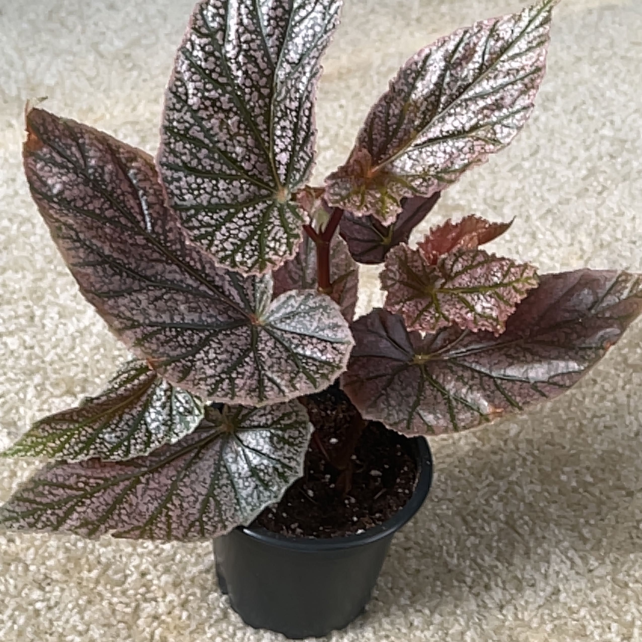 Photo of the plant species begonia rex hybrid by @Wwabisabi named Drake on Greg, the plant care app