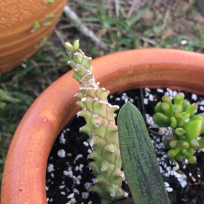 Photo of the plant species sausage spurge by @IconRhodotus named Keanu Leaves on Greg, the plant care app