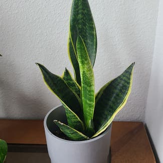Snake Plant plant in Dallas, Texas