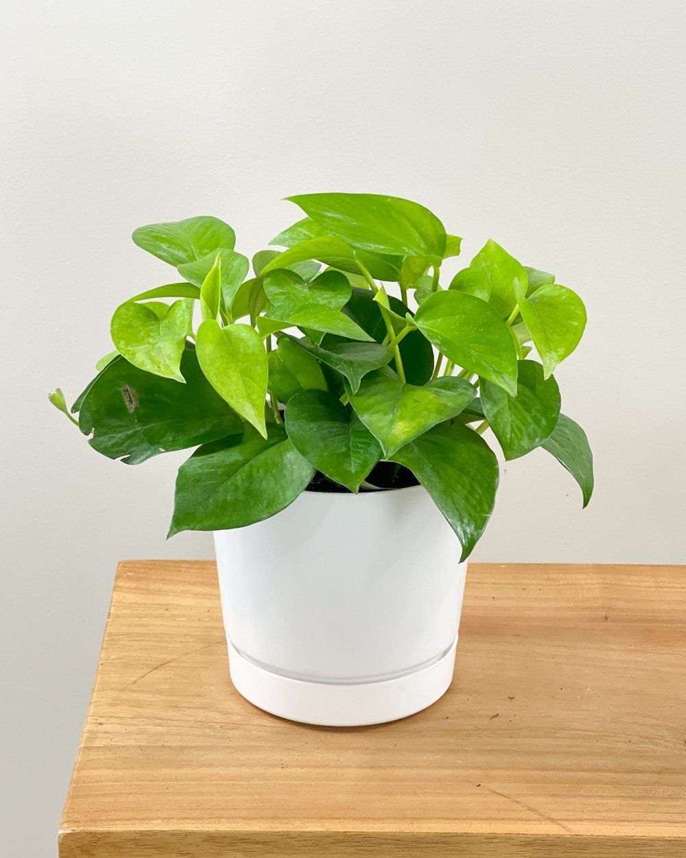 Healthy Jade Satin Pothos plant in a white pot on a wooden surface.
