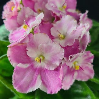 African Violet plant in Dallas, Texas
