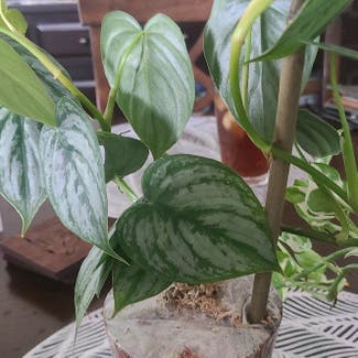 Silver Leaf Philodendron plant in Dallas, Texas