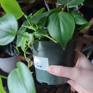Heartleaf Philodendron plant in Dallas, Texas