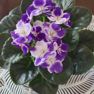 Kenyan Violet plant in Dallas, Texas