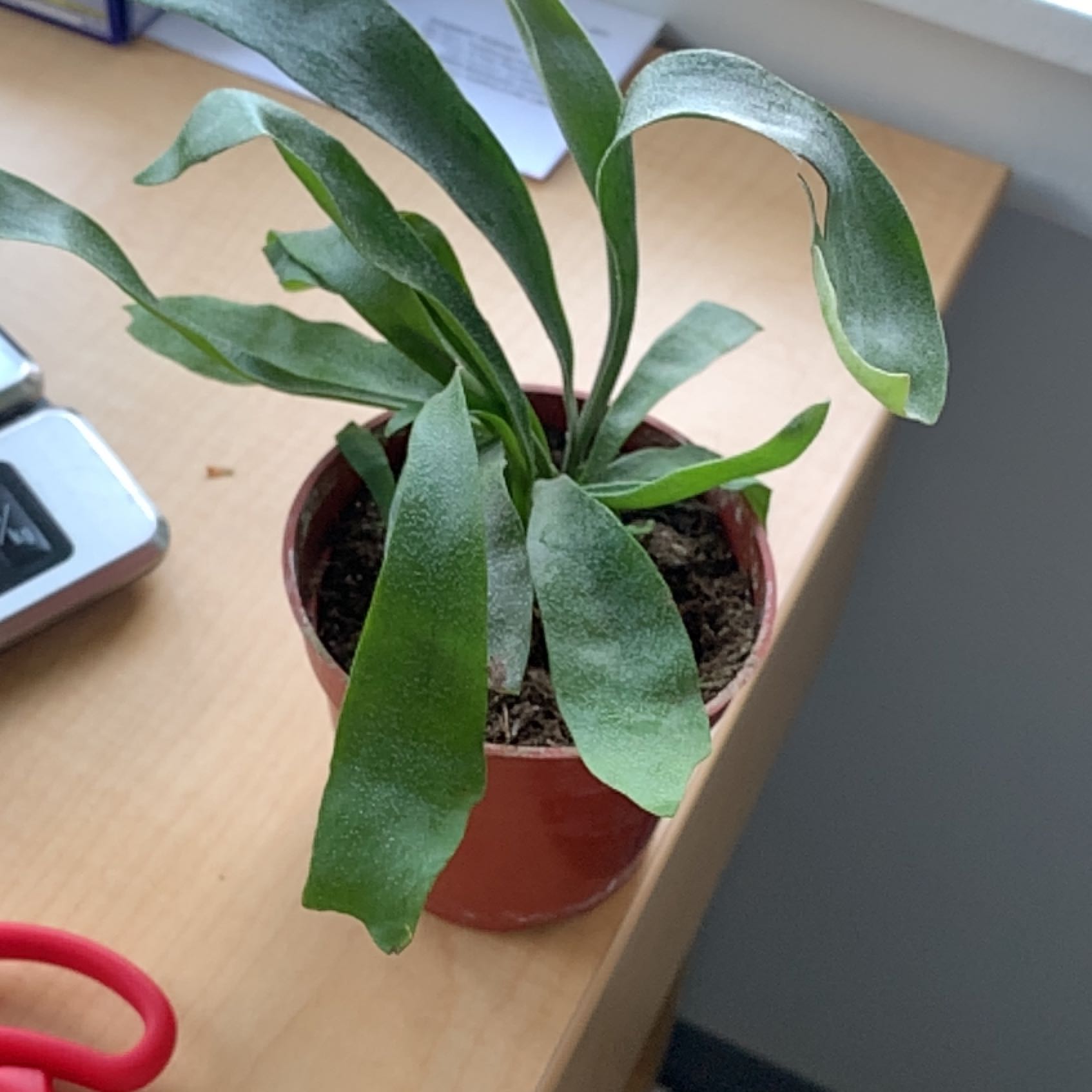 Photo of the plant species Silver Staghorn Fern Plant by @SnappyChamise named Bigleef Smalls on Greg, the plant care app