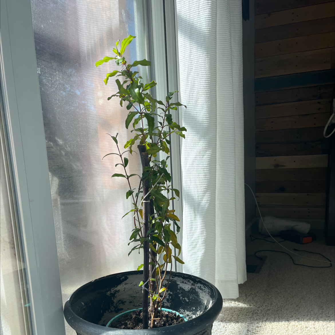 Pomegranate plant in a pot indoors near a window with some yellowing leaves.