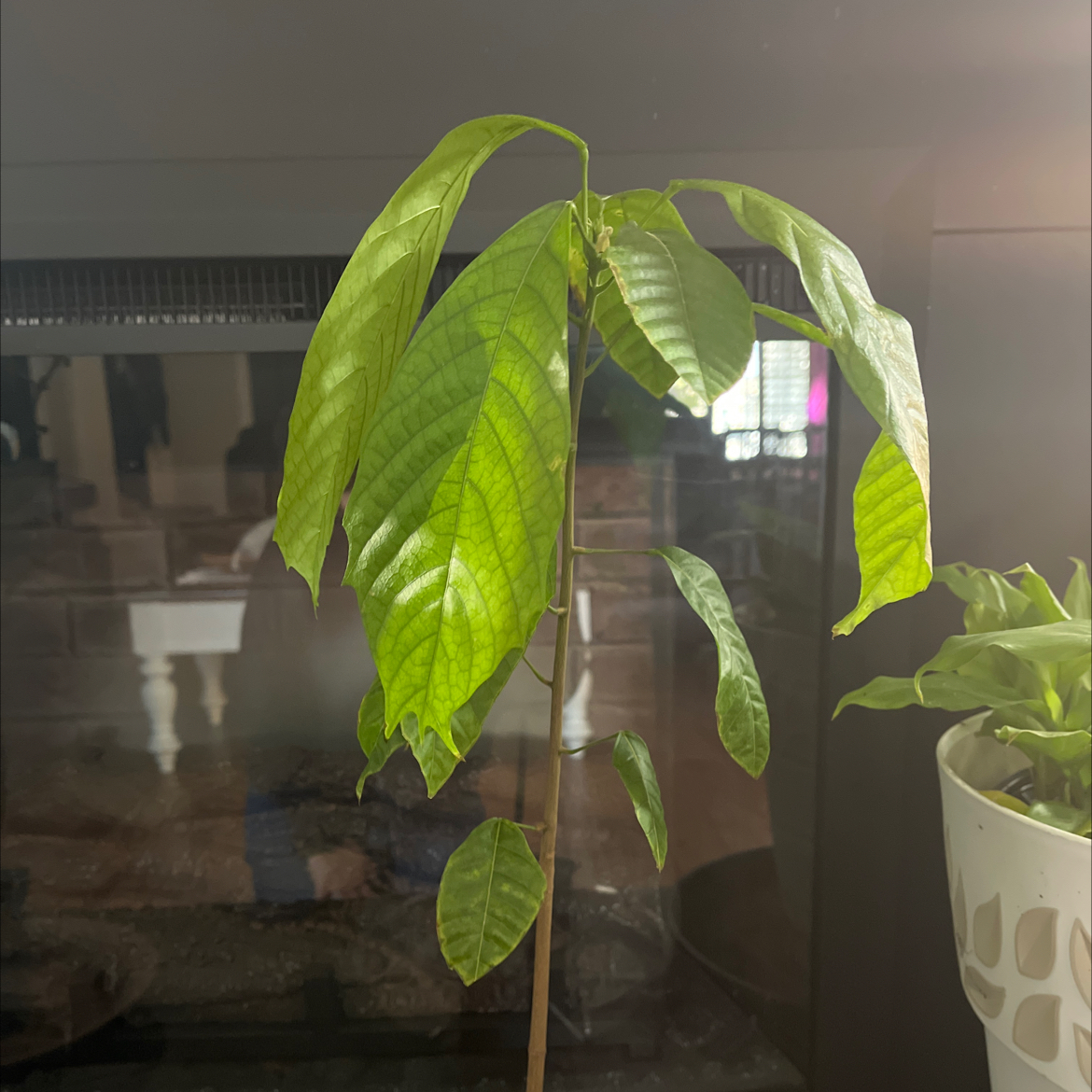 A young Cacao Tree with healthy green leaves, well-framed and centered.