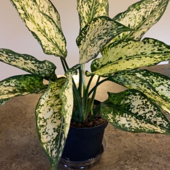 Photo of the plant species Wintery Winehouse Chinese Evergreen by @peej named Queen on Greg, the plant care app