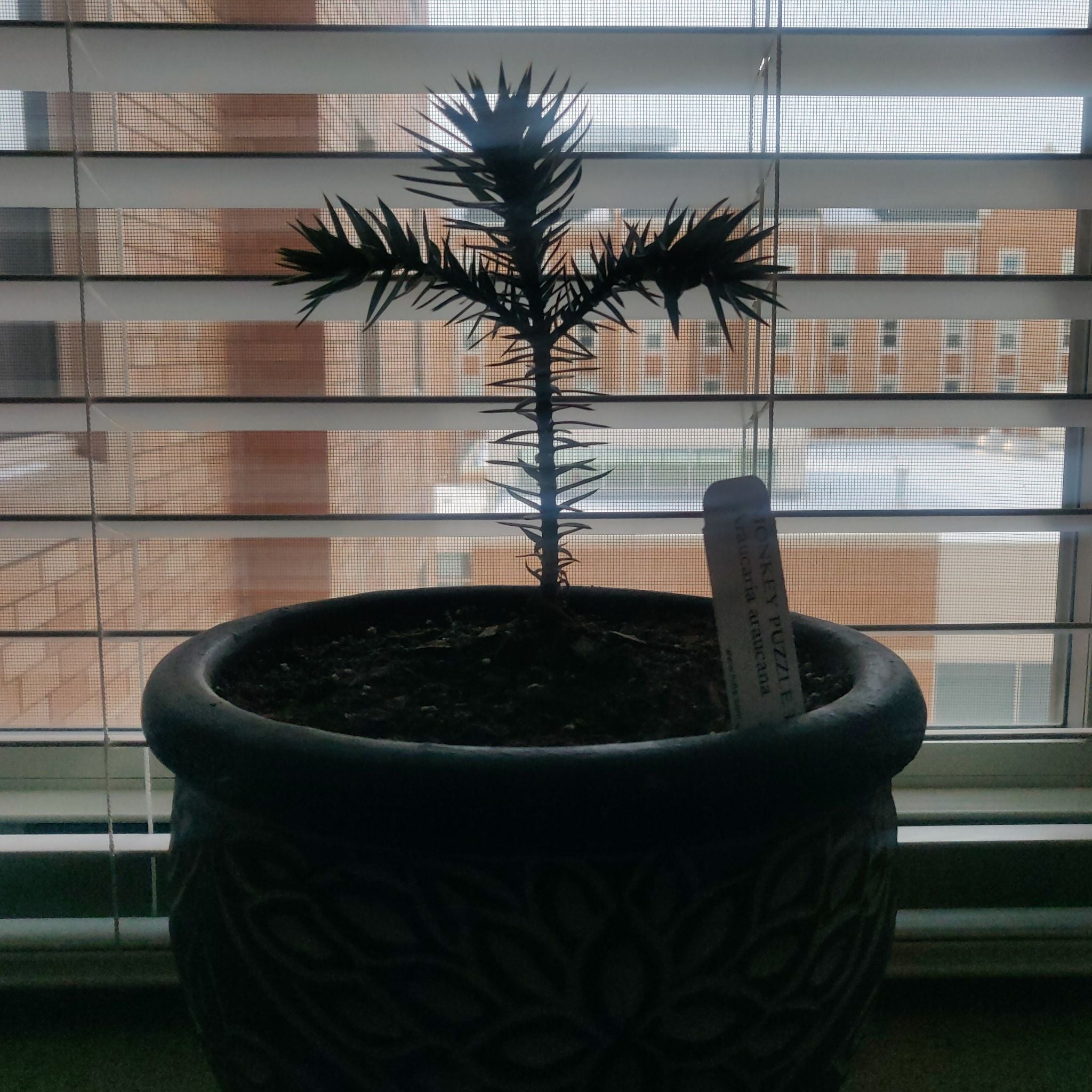 Personalized Monkey Puzzle Tree Care: Water, Light, Nutrients | Greg App