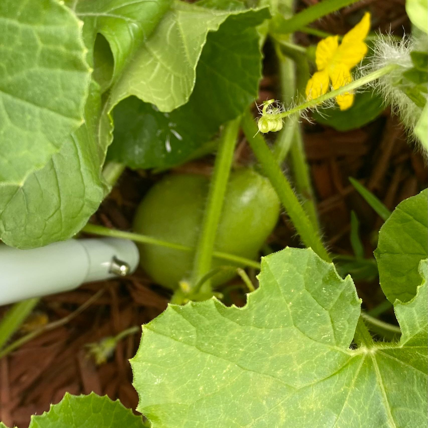 Melon plant with green leaves, a small developing fruit, and a yellow flower.