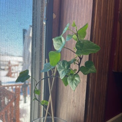 Canarian Ivy plant