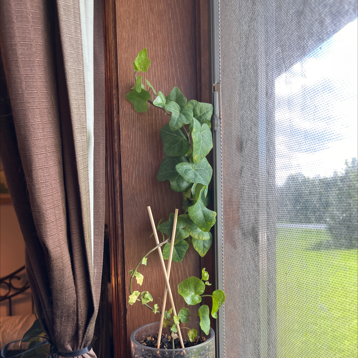 Canarian Ivy plant in a pot on a windowsill, climbing up a wooden support.