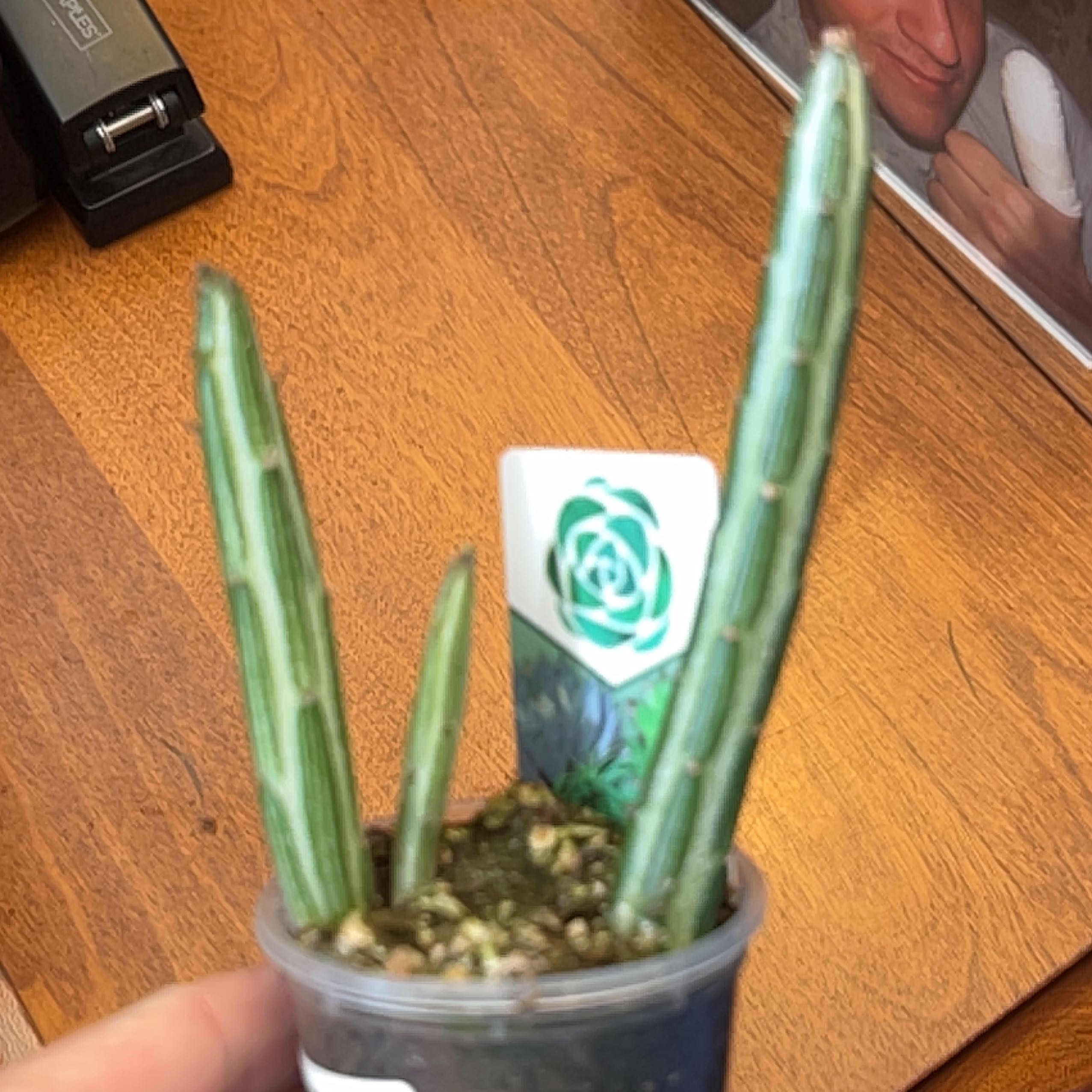 Photo of the plant species Inch Worm by @ZestyFallugia named Remington on Greg, the plant care app