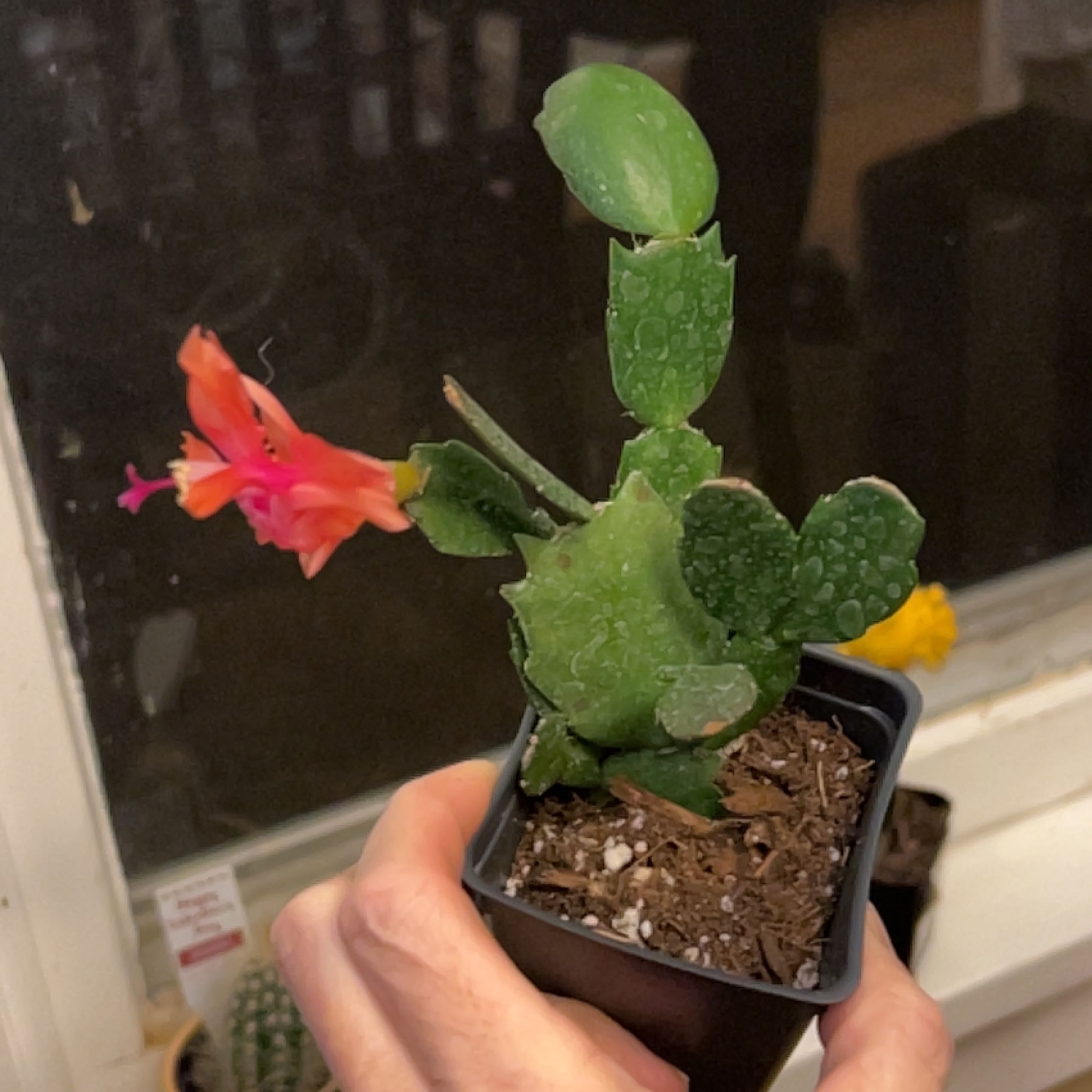 🎄 What Temperature Does My Schlumbergera 'Jolly Dancer' Need?