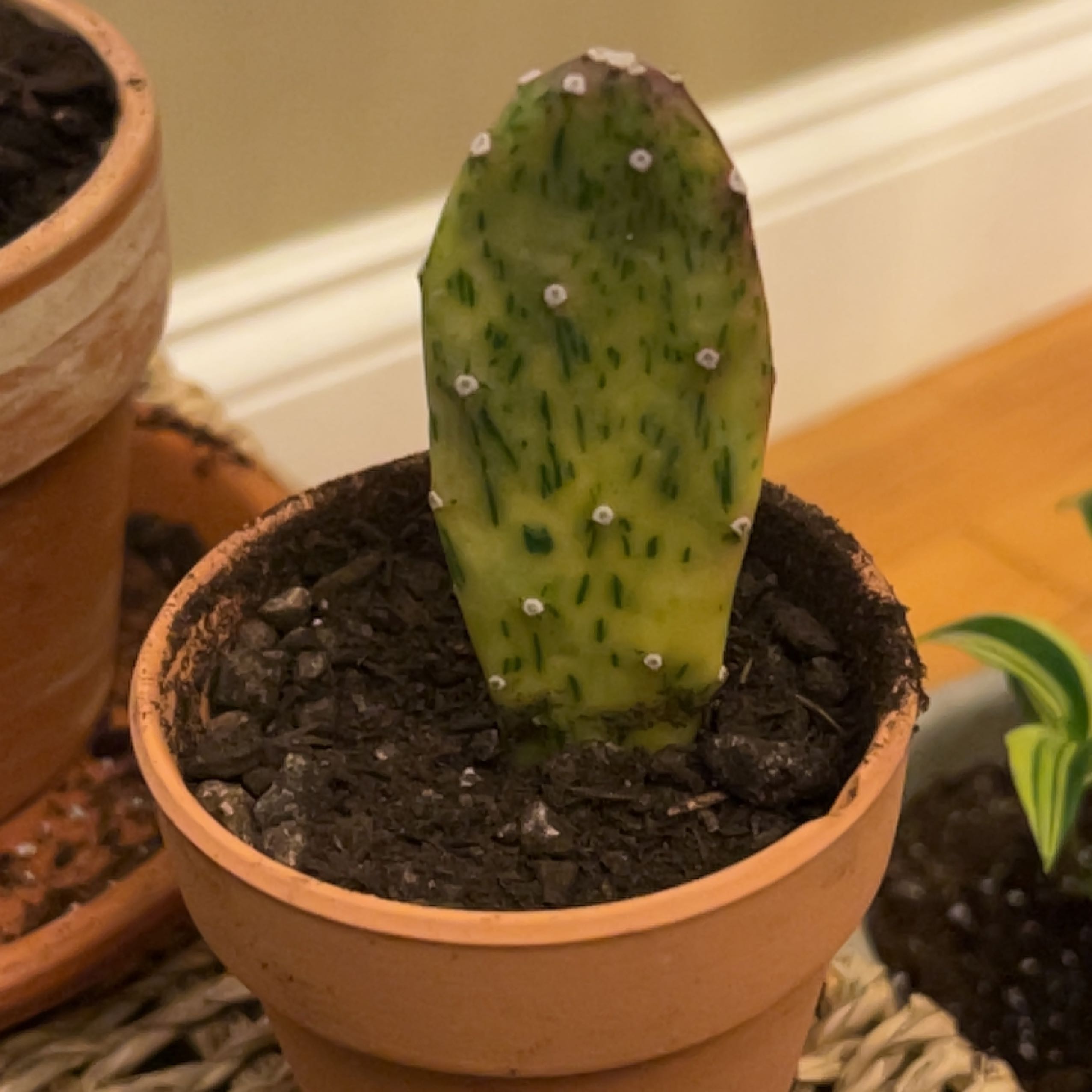 Sunburst Prickly Pear cactus in a terracotta pot with dark spots on its surface.