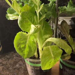 Garden Lettuce plant