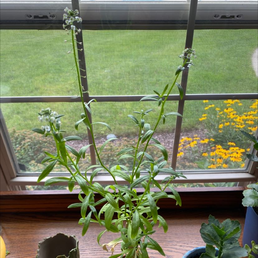 Healthy potted sweet alyssum plant with abundant small white flowers blooming on a windowsill.