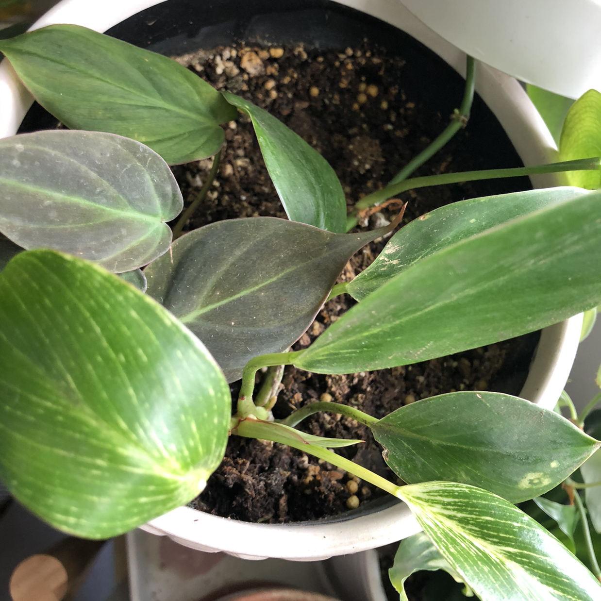 Philodendron Birkin plant photo by @Agatha named Phil on Greg, the plant care app.
