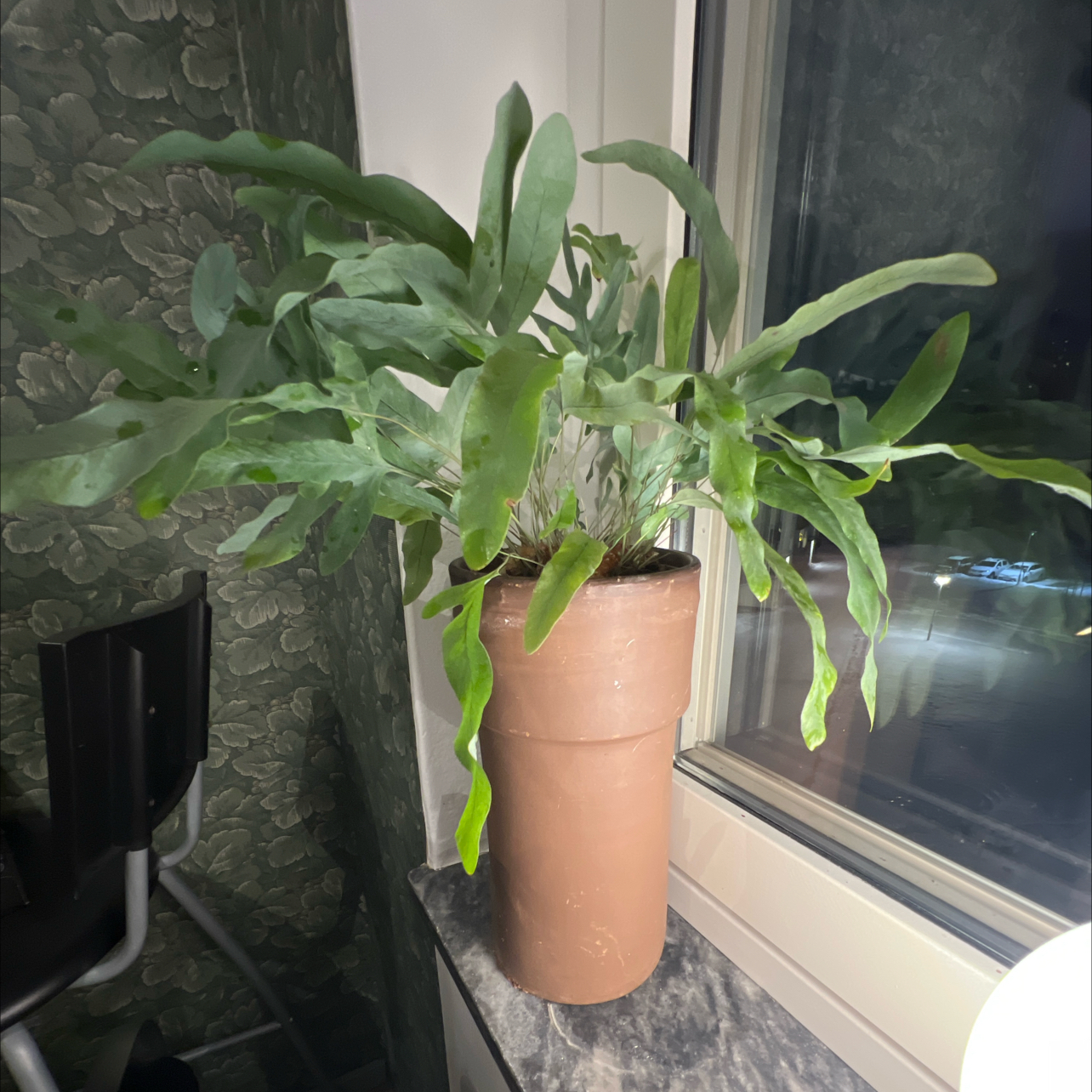Captain Plant-it