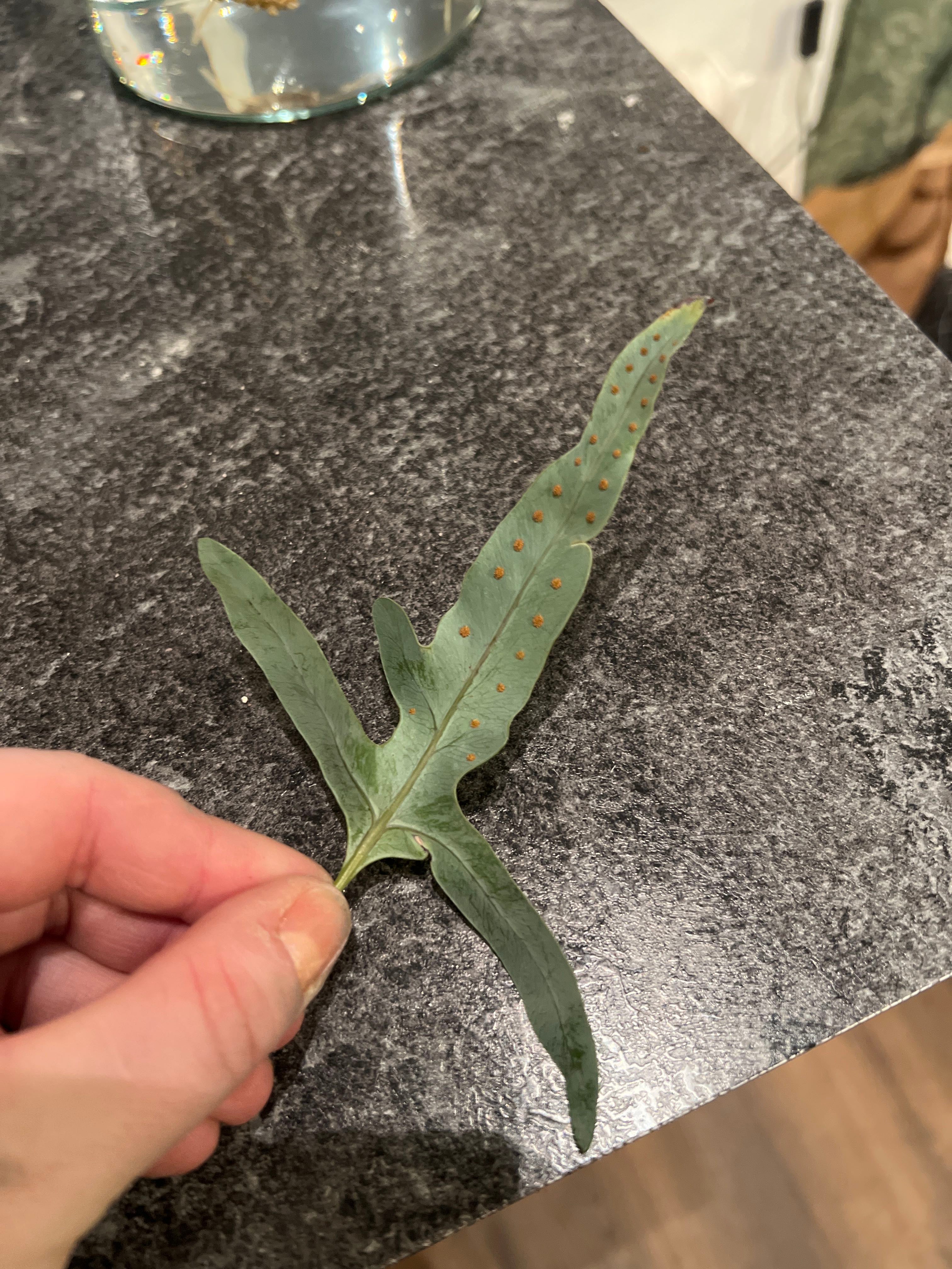 Why Are There Brown Spots on My Blue Star Fern Leaves? 🤢