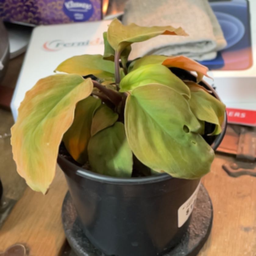 Photo of the plant species Homalomena 'Red Velvet' by @PoisedRedbeech named Homer on Greg, the plant care app