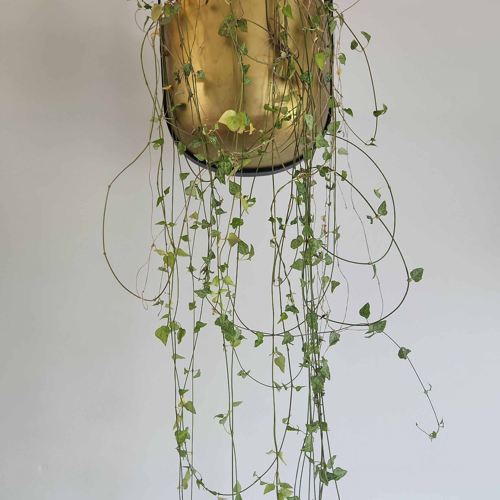 Hanging String Of Arrows plant with trailing vines and some yellowing and browning leaves.