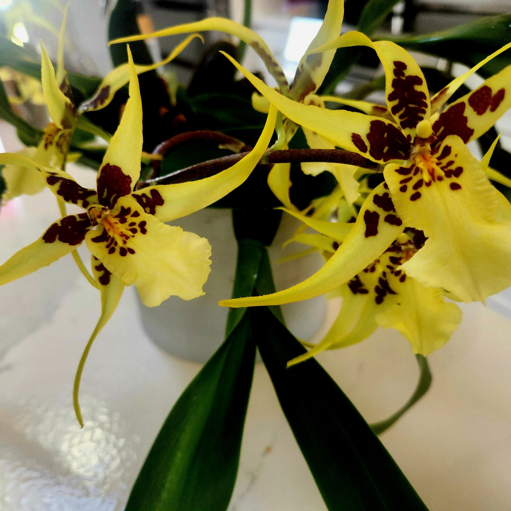 Photo of the plant species Heaven Scent Orchid by @UberBlue named Coco on Greg, the plant care app