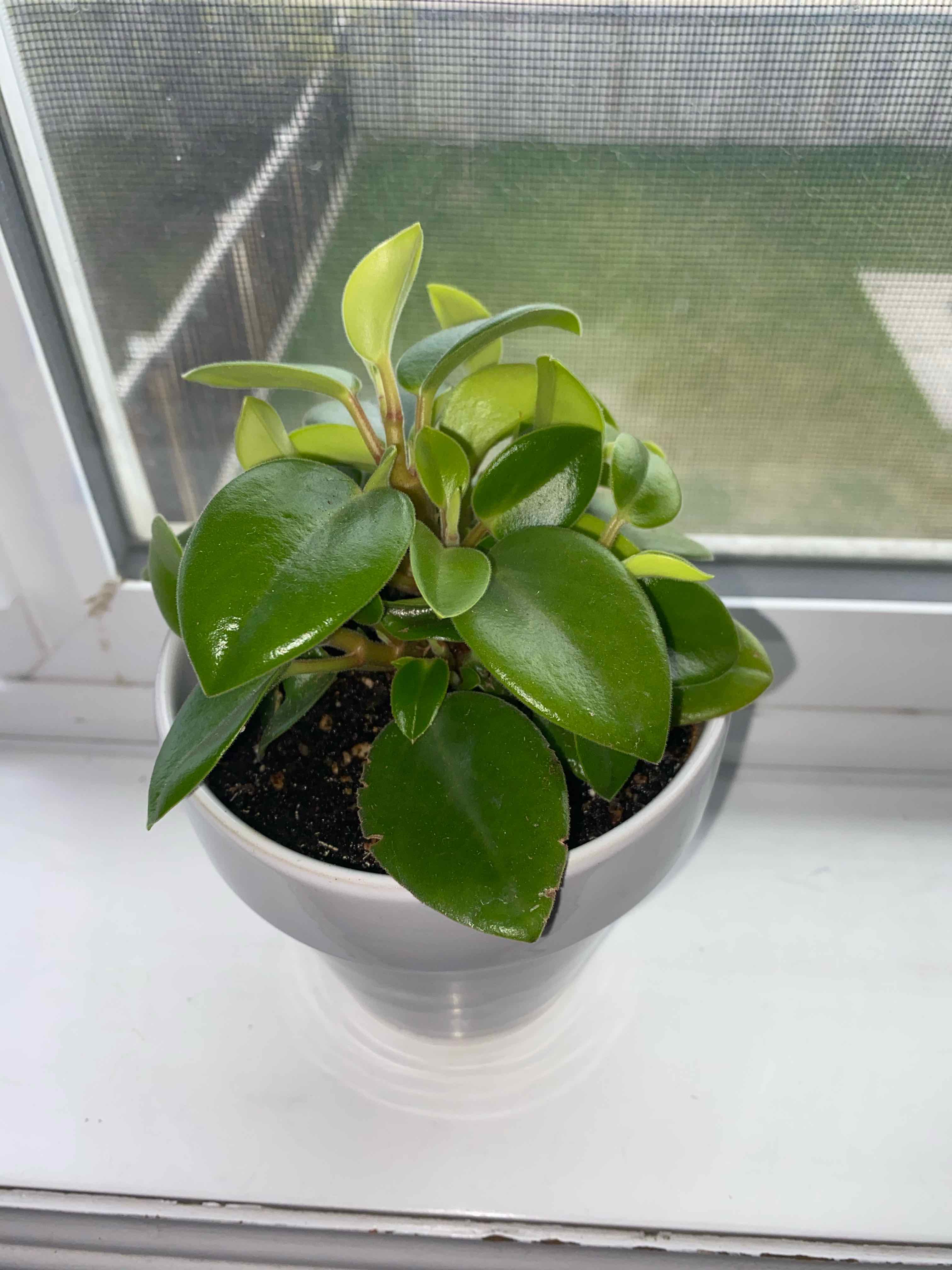 Teardrop Peperomia plant in a white pot on a windowsill, showing healthy green leaves.