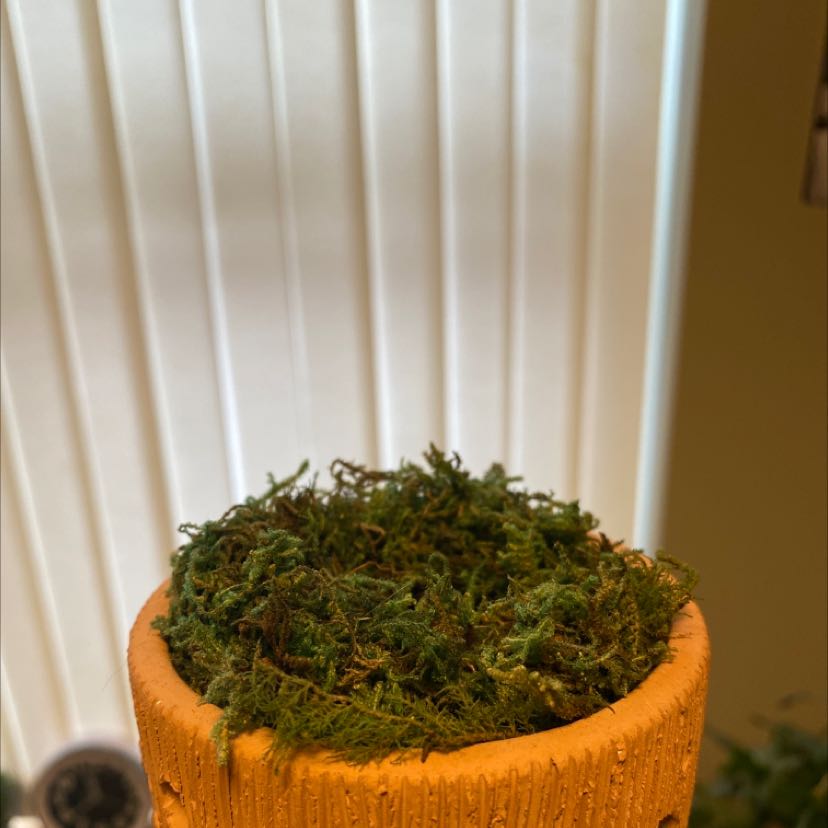 Plant care for Robust Rhytidiopsis Moss on Greg, the plant care app
