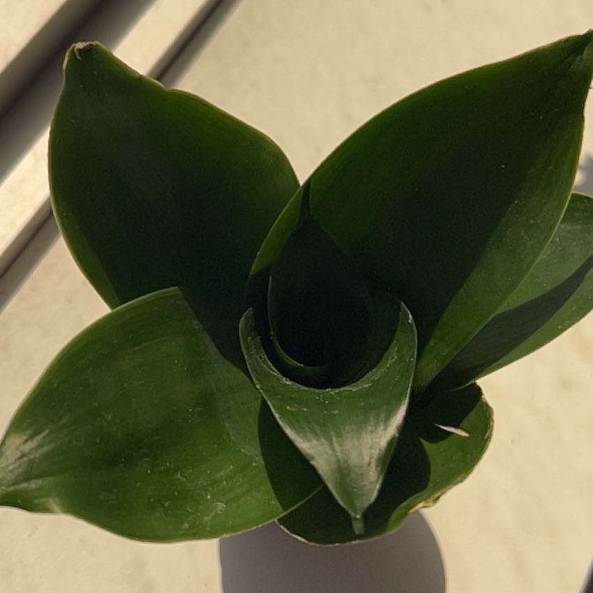 Photo of the plant species Birds Nest Snake Plant by @wes.hb named Gomez on Greg, the plant care app