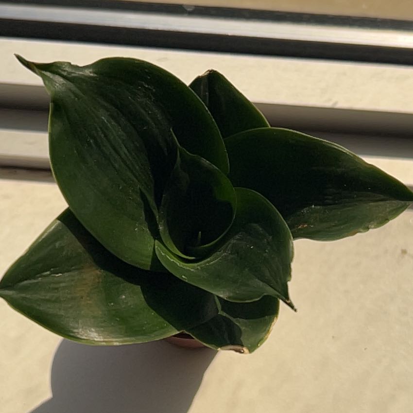 Photo of the plant species Birds Nest Snake Plant by @wes.hb named Bertha on Greg, the plant care app