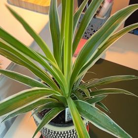 Photo of the plant species Spider Plant 'Reverse' by @wes.hb named Homer on Greg, the plant care app