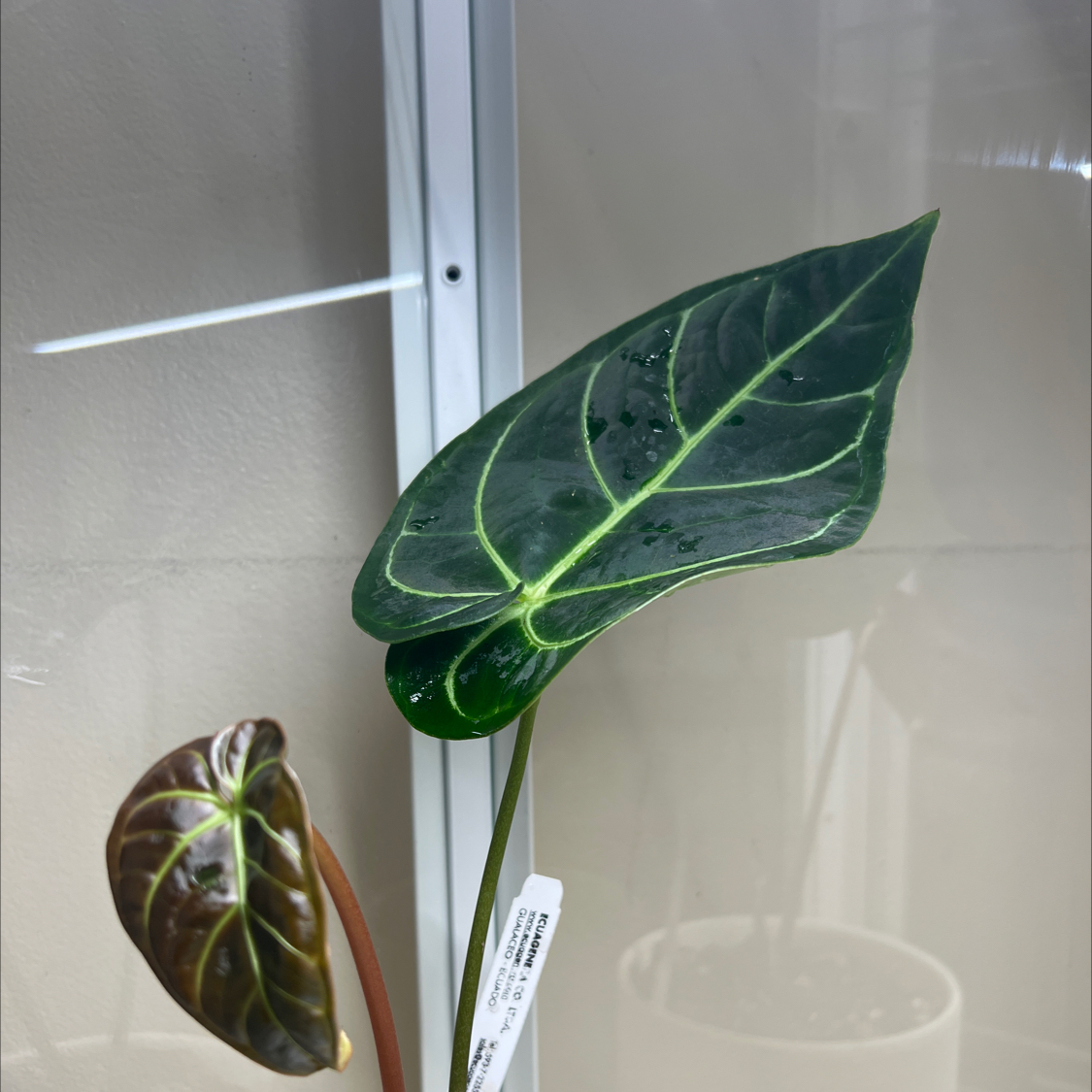 Anthurium regale plant with two leaves, one with black spots, in a pot with visible soil.