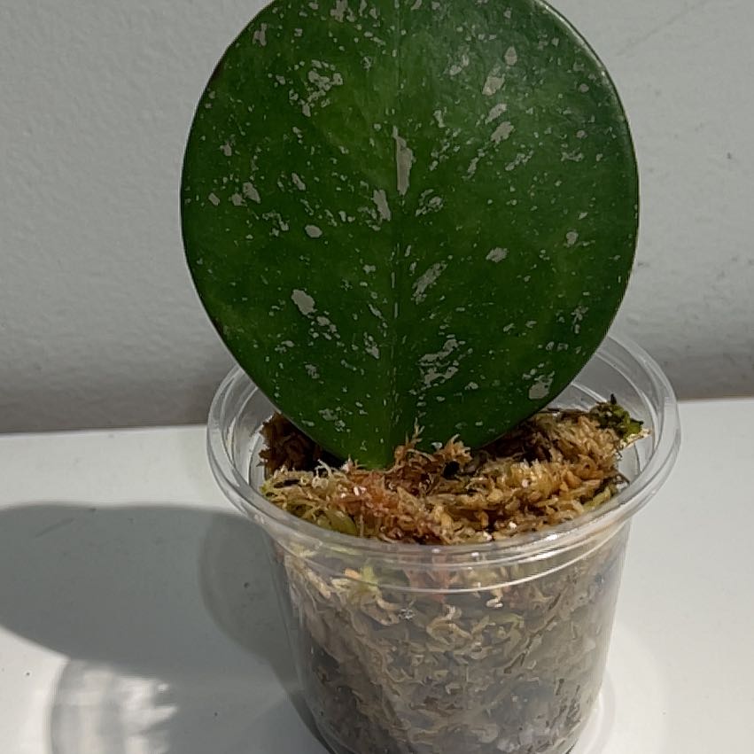 Single leaf of a Splash Hoya Obovata in a small transparent container with moss.