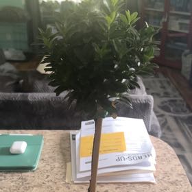 Photo of the plant species Green Spire Euonymus by @LastingCucumber named Kobe on Greg, the plant care app