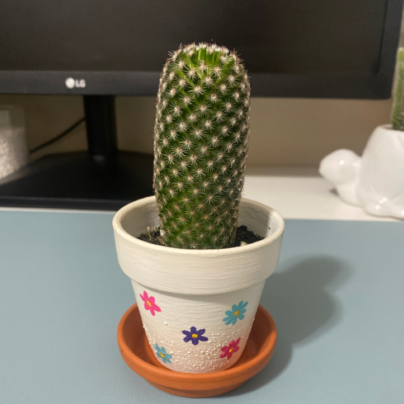 Potted Coryphantha erecta cactus in a decorated pot on a table.