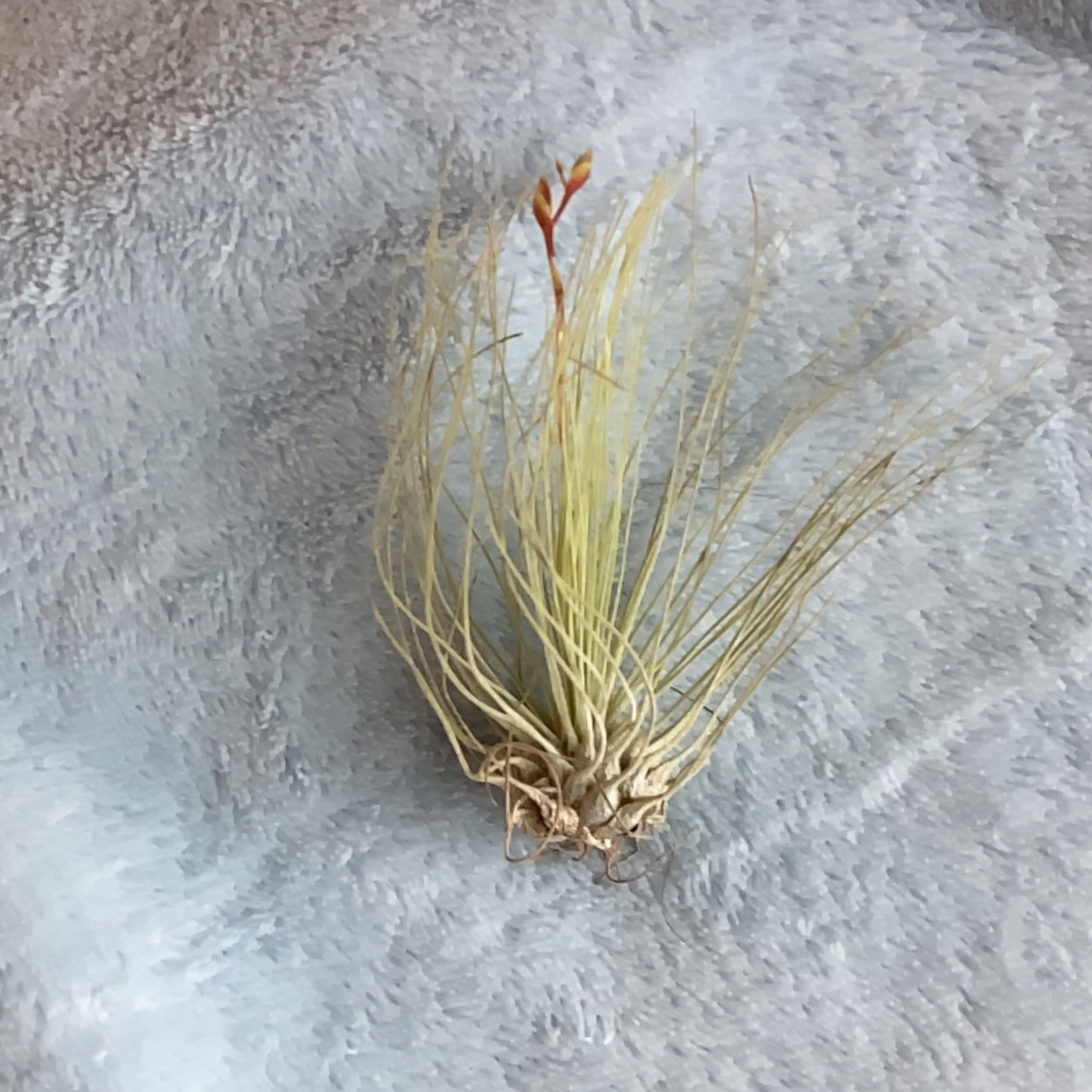 Tillandsia Juncea plant with some yellowing and browning, well-framed and centered.