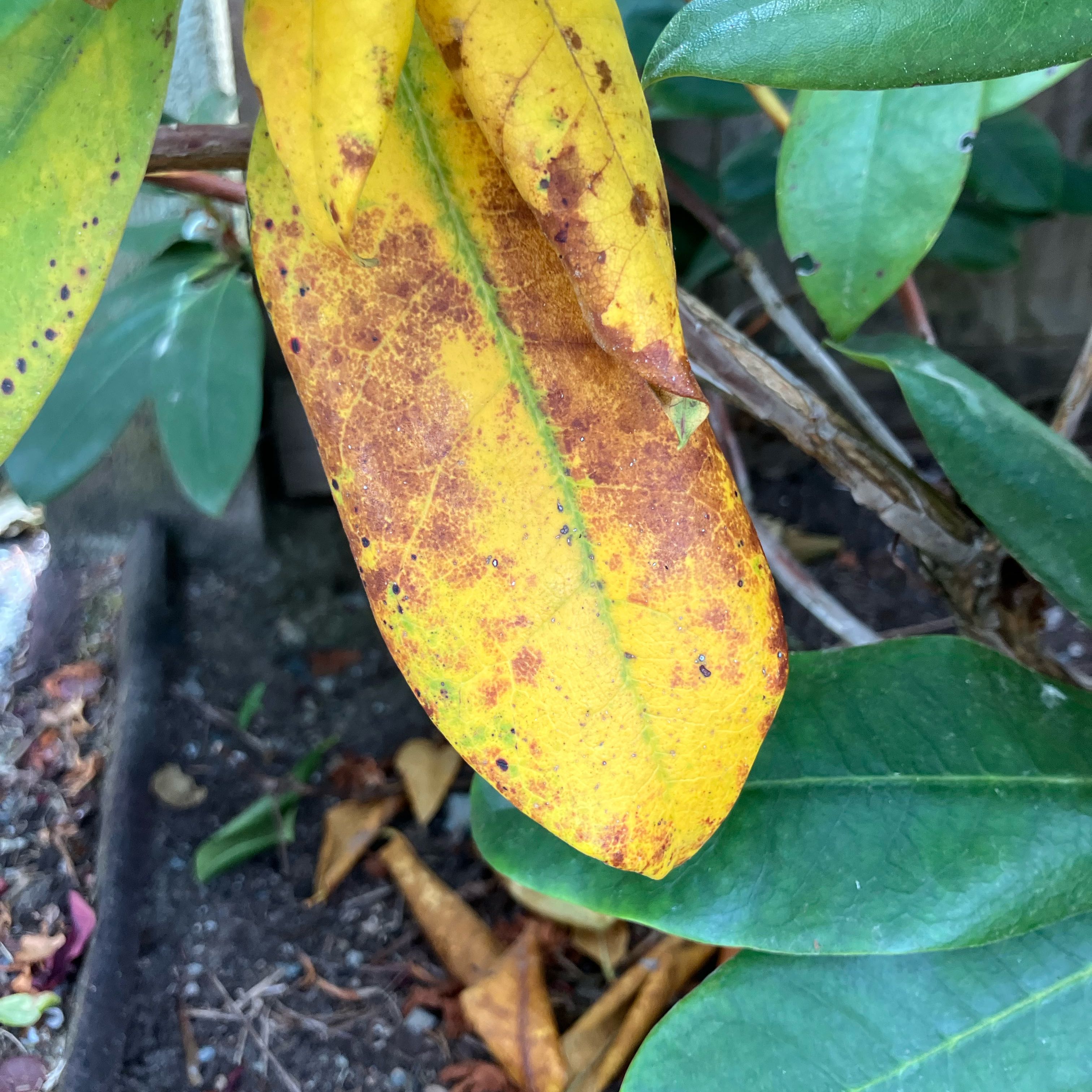 Photo of the plant species Great Laurel by @ManyKalanchoe named Athena on Greg, the plant care app