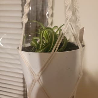 Spider Plant plant in Middlefield, Connecticut