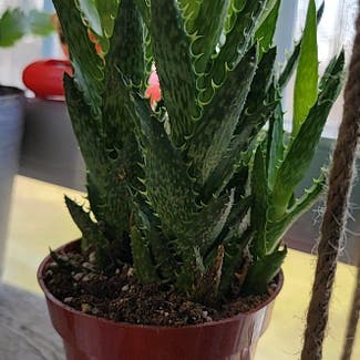 Tiger Tooth Aloe plant in Middlefield, Connecticut