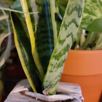 Snake Plant plant in Middlefield, Connecticut