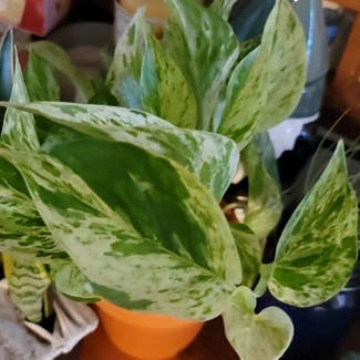 Marble Queen Pothos plant in Middlefield, Connecticut