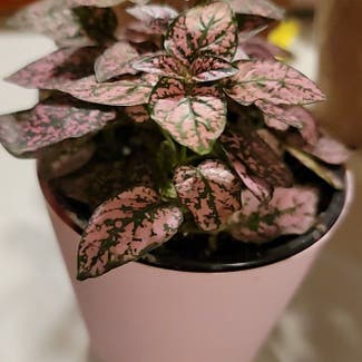 Polka Dot Plant plant in Middlefield, Connecticut